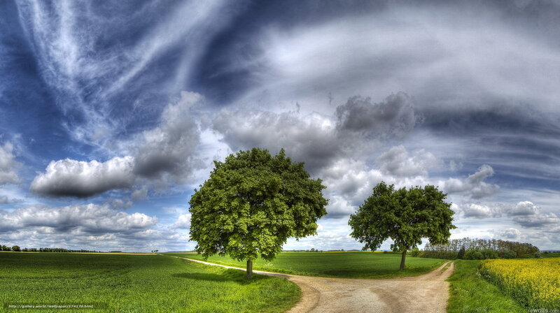 Two Trees at Crossroads — Green, Dramatic, Afternoon, Photograph