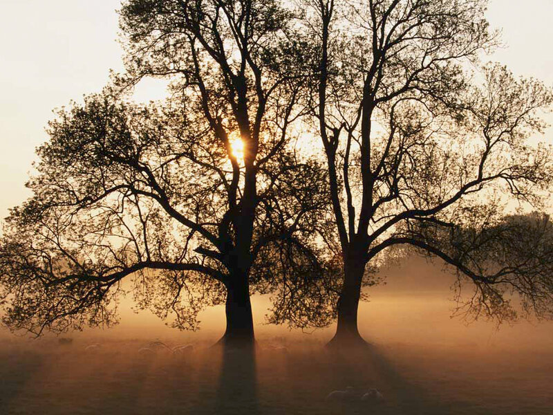 Two Trees at Sunrise — Orange, Serene