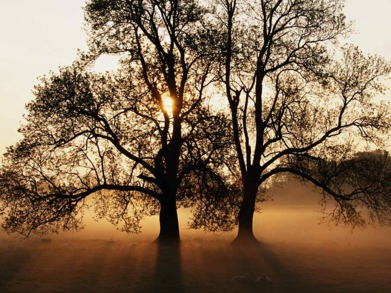 Two Trees at Sunrise