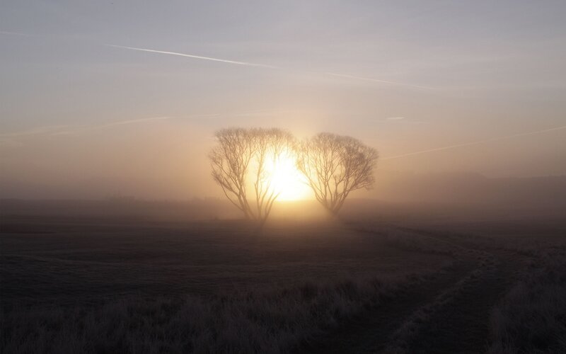 Two Trees at Sunrise — Yellow, Serene, Photograph