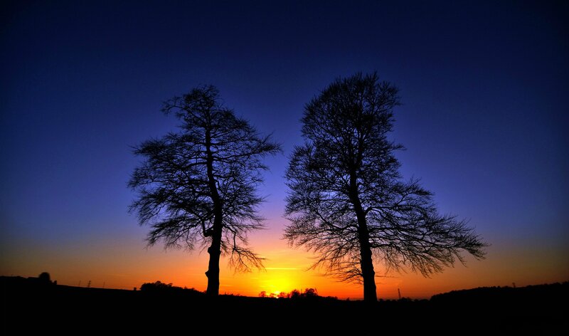 Two Trees at Sunset — Blue