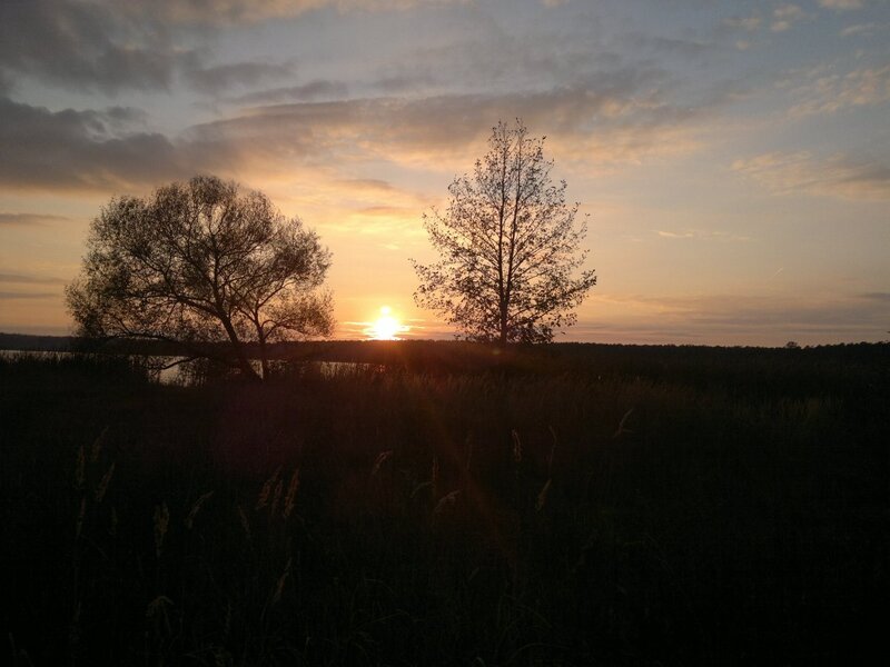 Two Trees at Sunset — Orange, Serene, Photograph