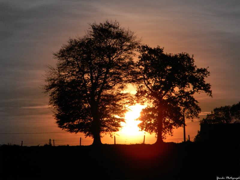 Two Trees at Sunset — Orange