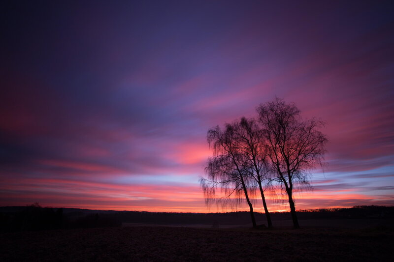 Two Trees at Sunset — Purple, Dramatic