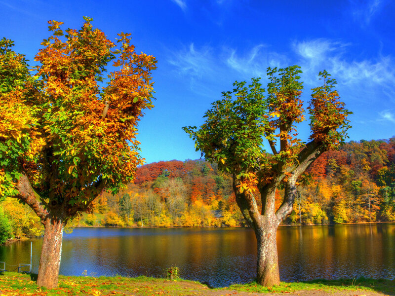 Two Trees by Lake