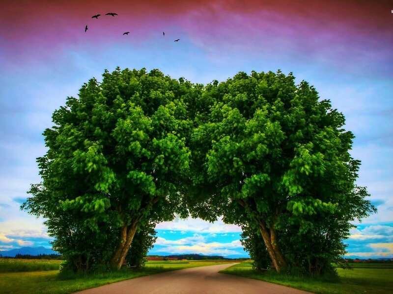 Two Trees Forming Arch — Green