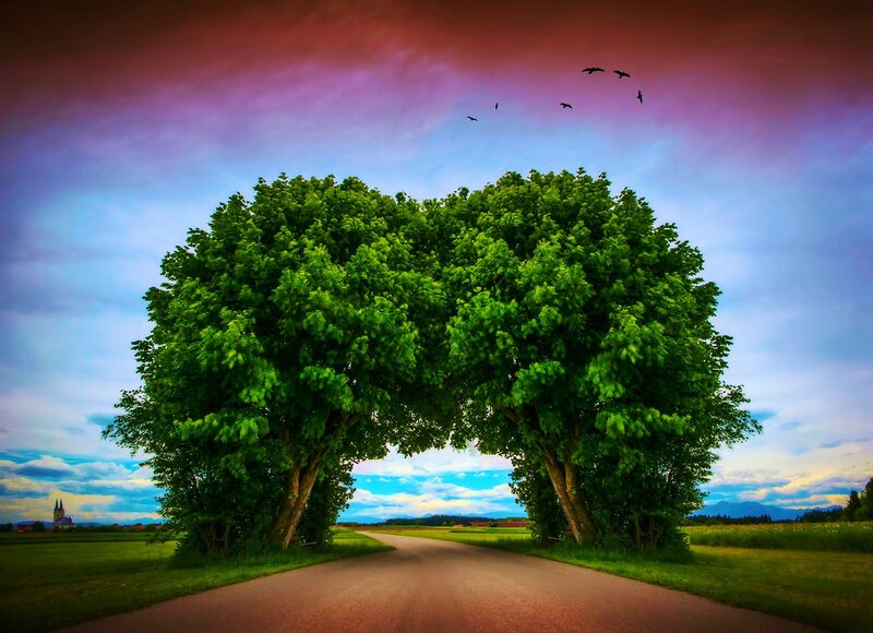 Two Trees Forming Arch