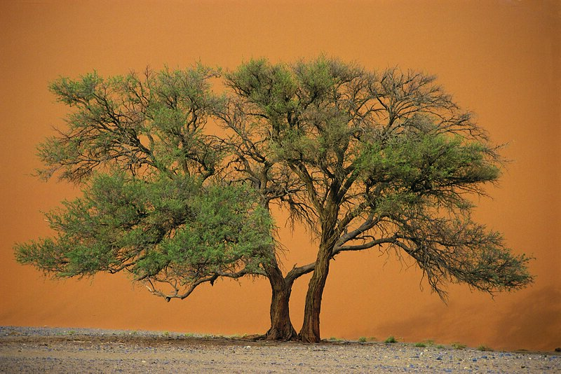 Two trees in a desert