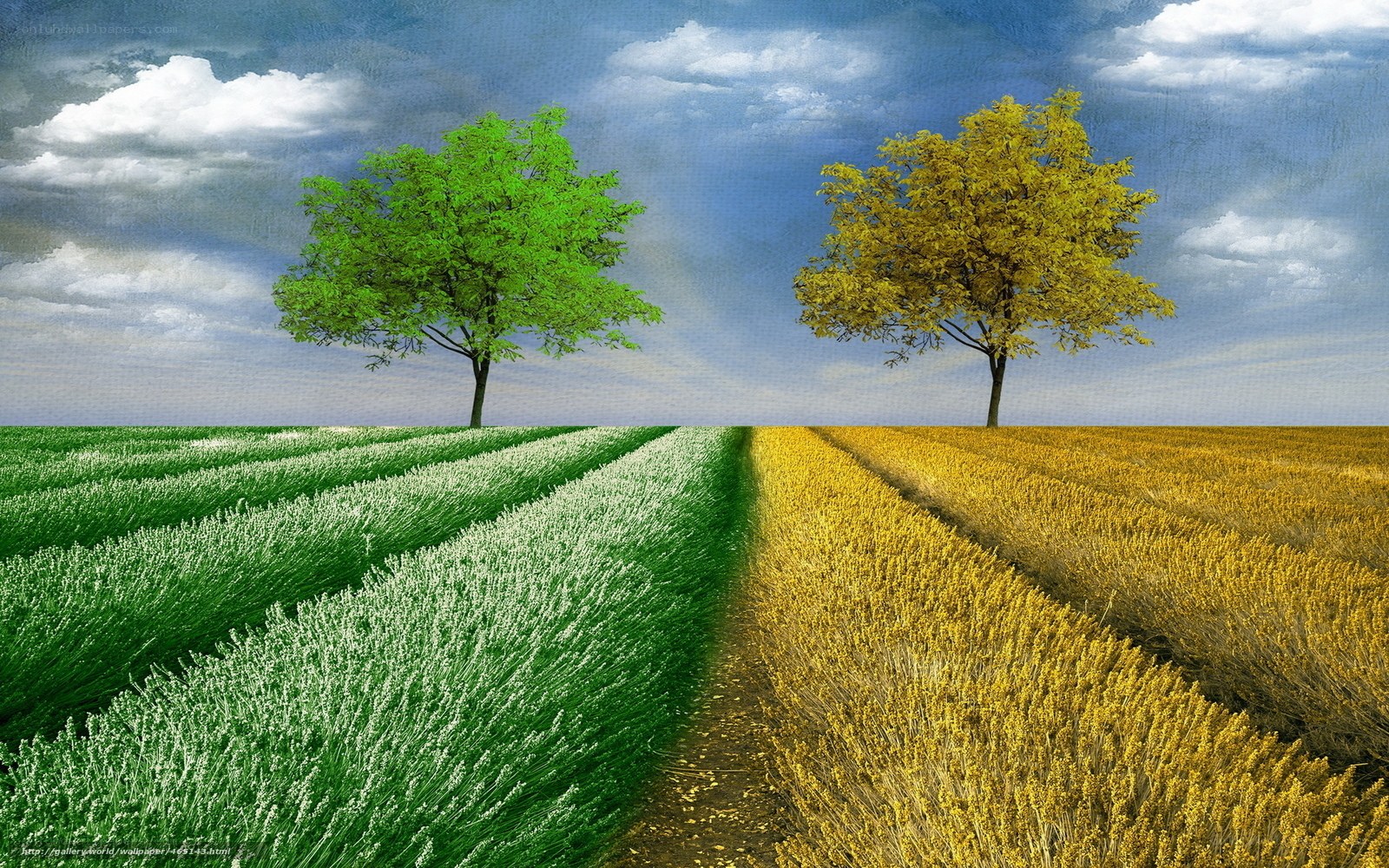 Two Trees in a Field