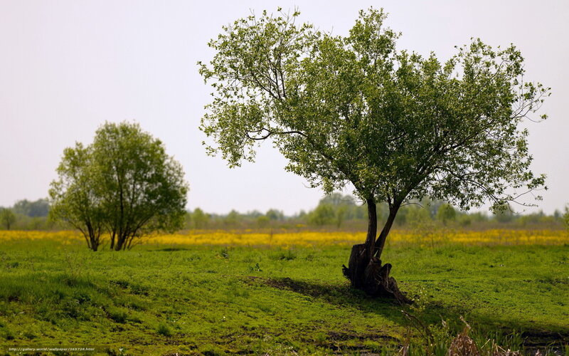 Two Trees in a Field — Green