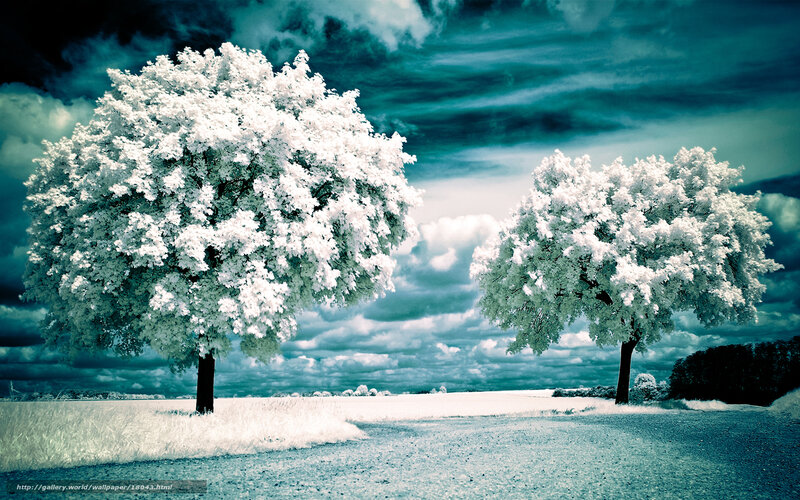 Two Trees in a Field