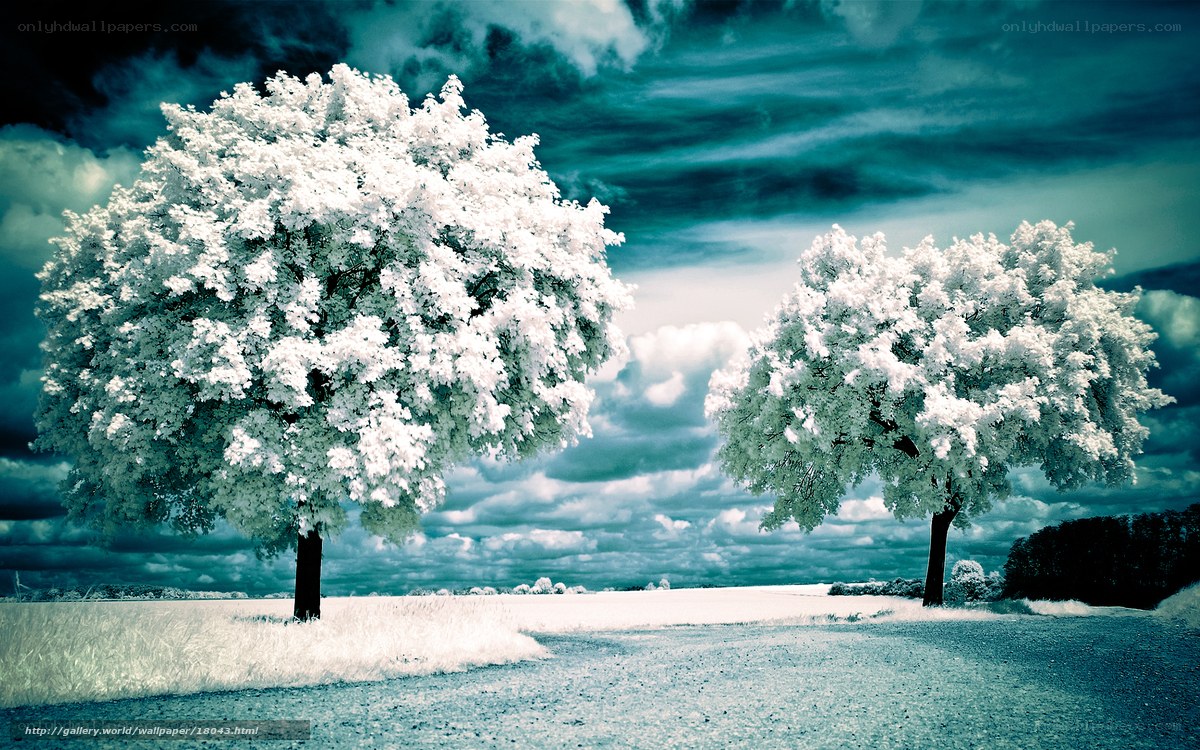 Two Trees in a Field