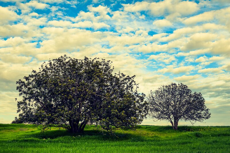 Two trees in a green field