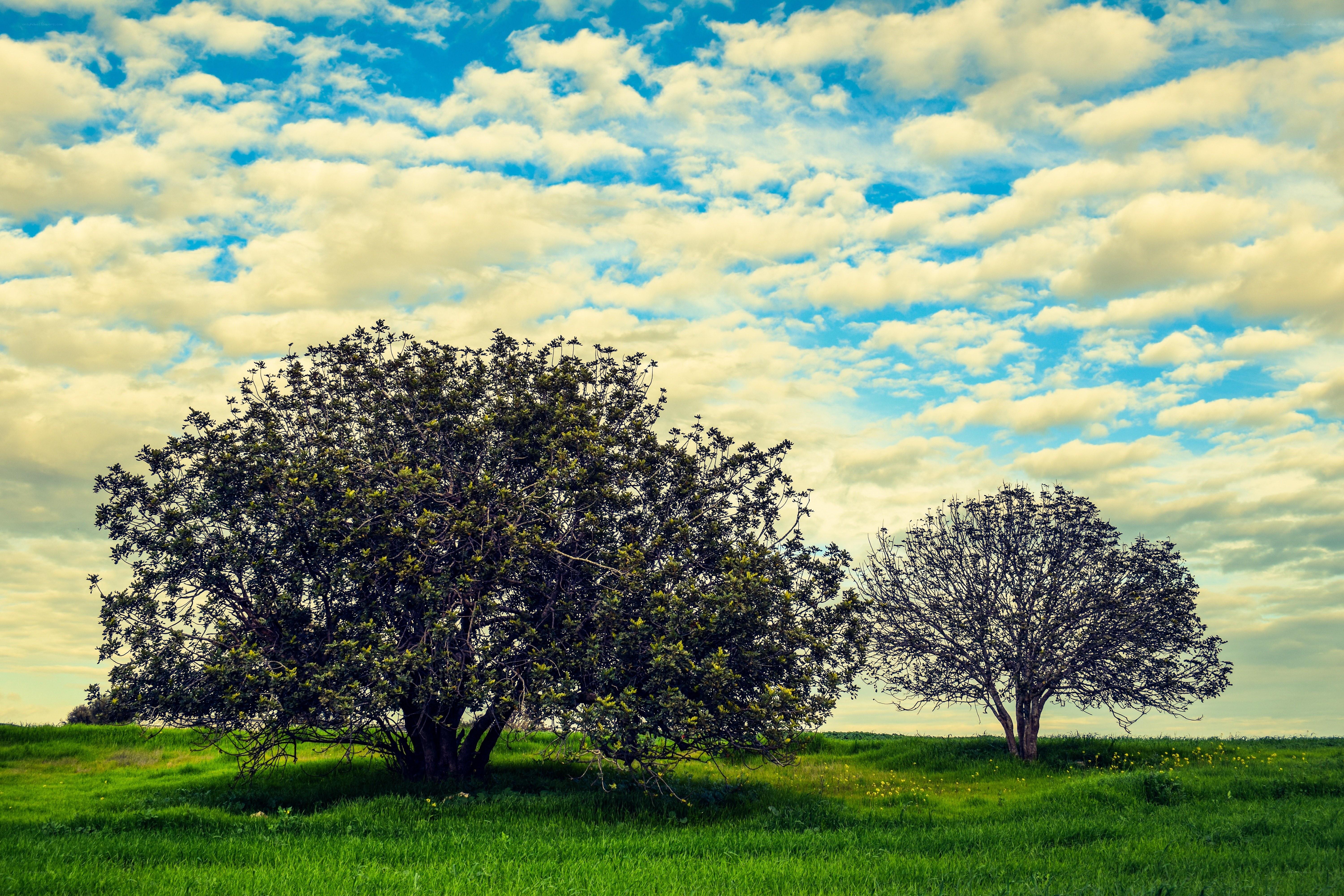 Two trees in a green field