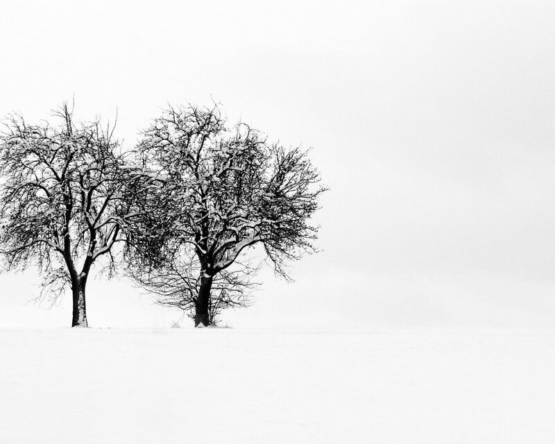 Two trees in a snowy landscape
