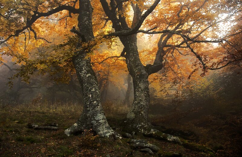 Two Trees in Autumn Forest