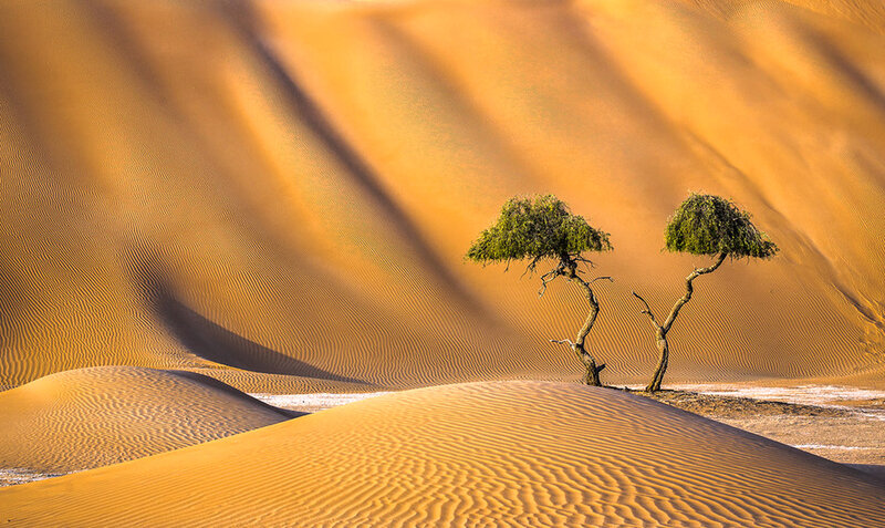 Two Trees in Desert