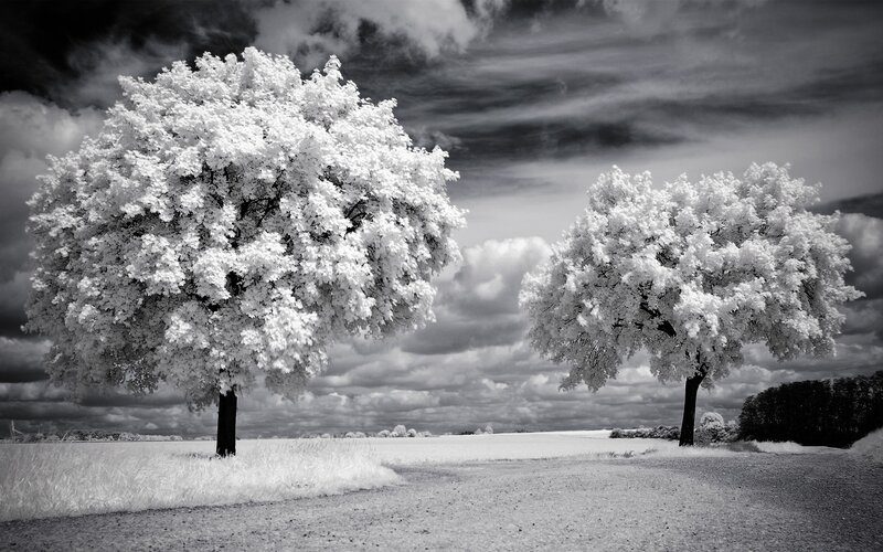 Two Trees in Field — Black, Dramatic, Photograph