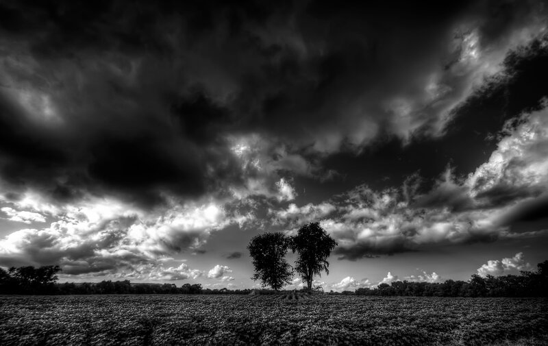 Two Trees in Field — Black, Dramatic