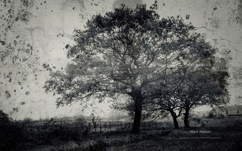 Two Trees in Field — Black, Somber