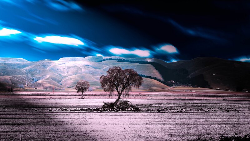 Two Trees in Field — Blue, Dramatic