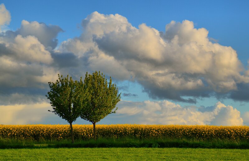 Two Trees in Field — Blue, Serene, Afternoon