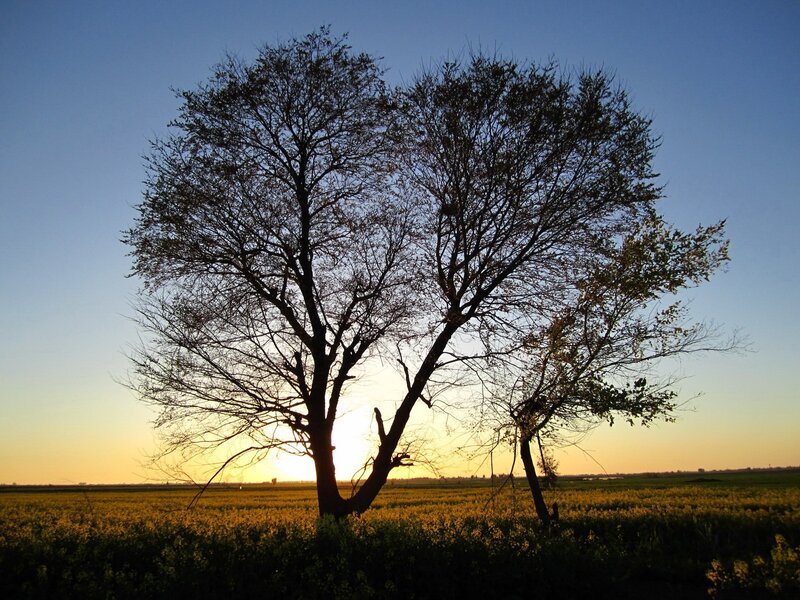 Two Trees in Field — Blue, Serene, Sunset