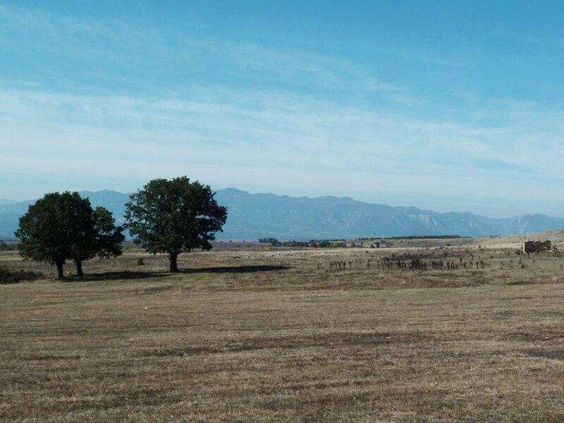 Two Trees in Field — Blue, Serene