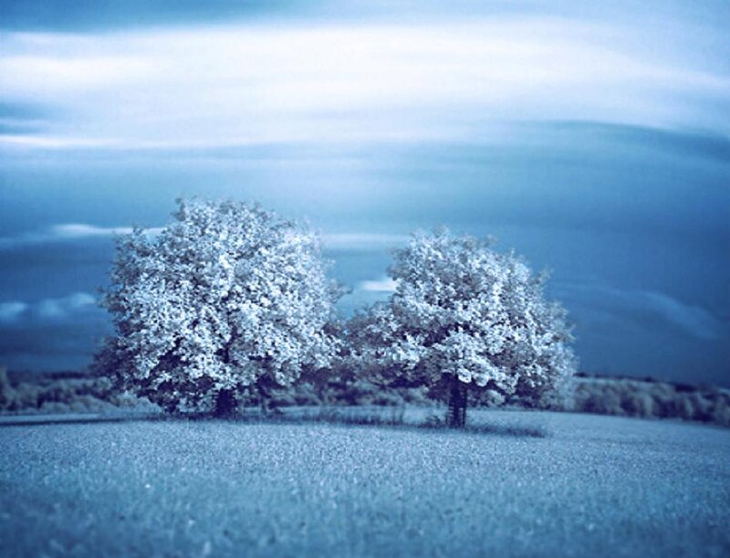 Two Trees in Field — Blue
