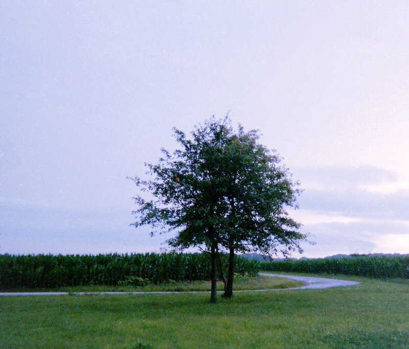 Two Trees in Field — Green, Calm