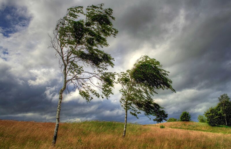 Two Trees in Field — Green, Dramatic, Afternoon, Photograph, Clouds