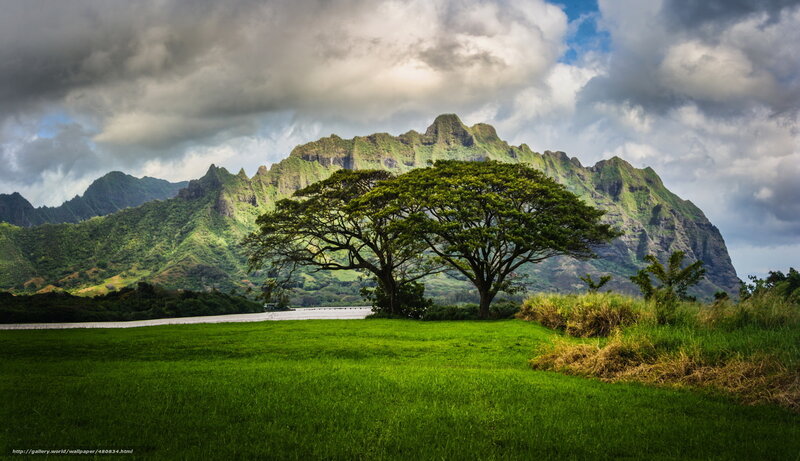 Two Trees in Field — Green, Dramatic, Afternoon, Photograph