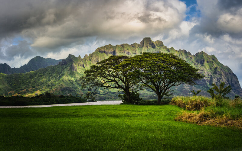 Two Trees in Field — Green, Dramatic, Afternoon