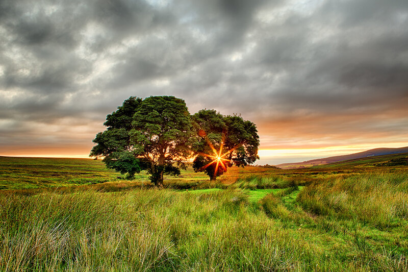 Two Trees in Field — Green, Dramatic, Sunset, Photograph