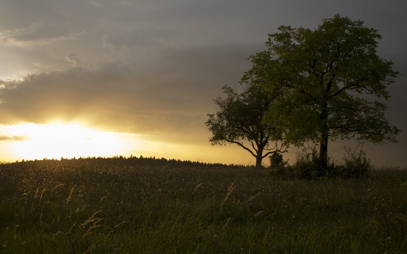 Two Trees in Field — Green, Dramatic, Sunset