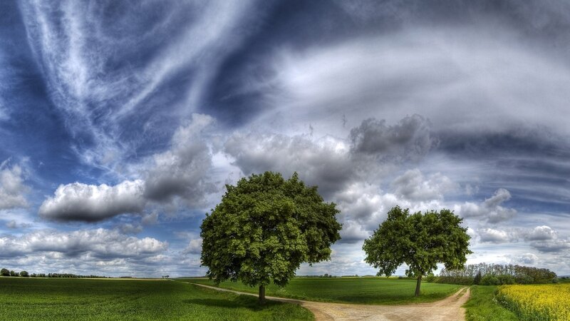Two Trees in Field — Green, Dramatic