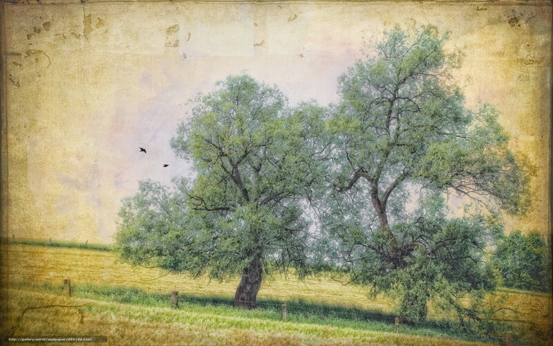 Two Trees in Field — Green, Serene, Afternoon, Photograph, Birds