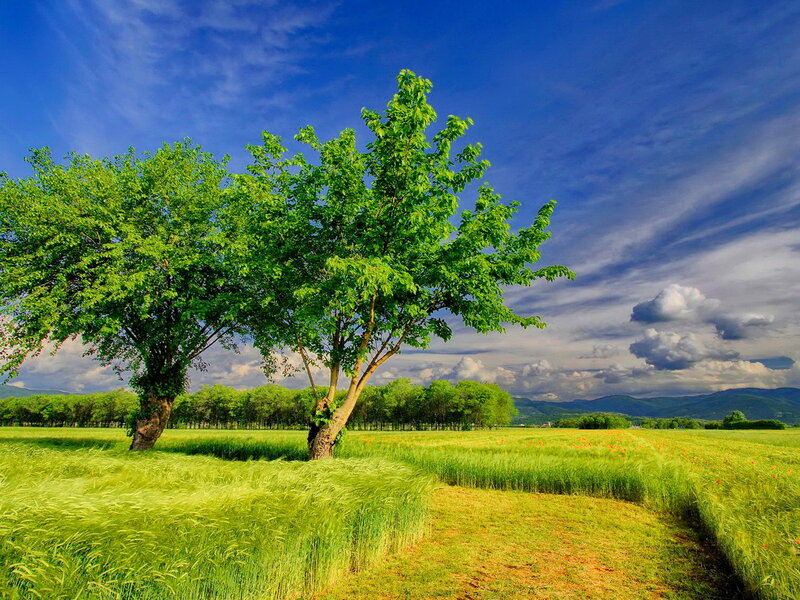 Two Trees in Field — Green, Serene, Afternoon, Photograph