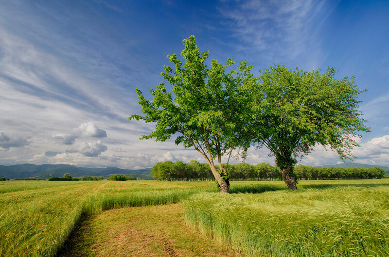 Two Trees in Field — Green, Serene, Afternoon