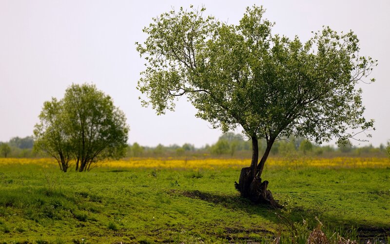 Two Trees in Field — Green, Serene, Spring
