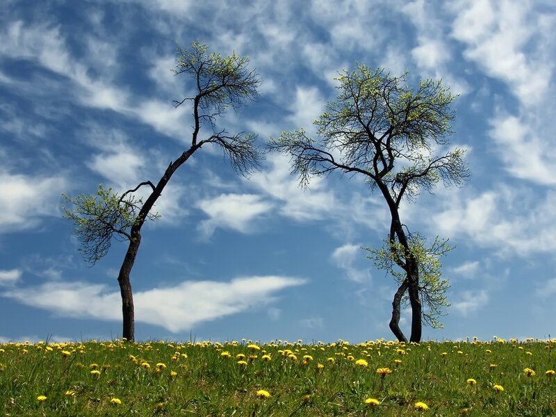 Two Trees in Field — Green, Serene