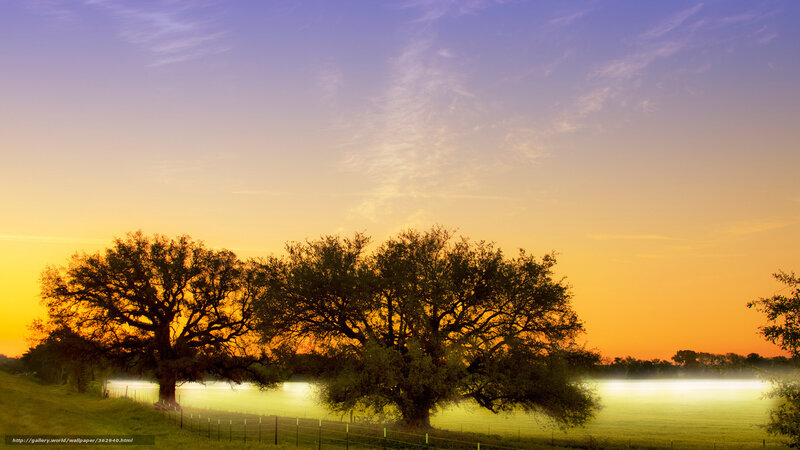 Two Trees in Field — Orange, Serene, Sunset