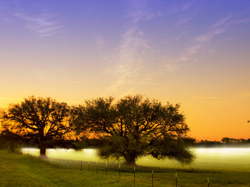 Two Trees in Field — Orange