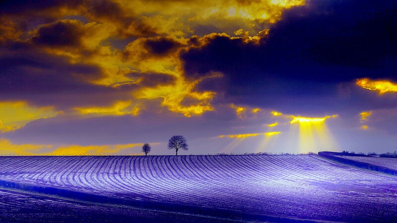 Two Trees in Field — Purple