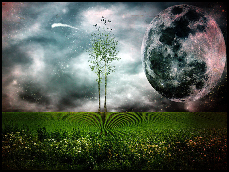 Two Trees in Field