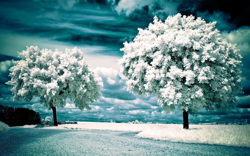 Two Trees in Field — White, Dramatic, Photograph, Sky, Clouds