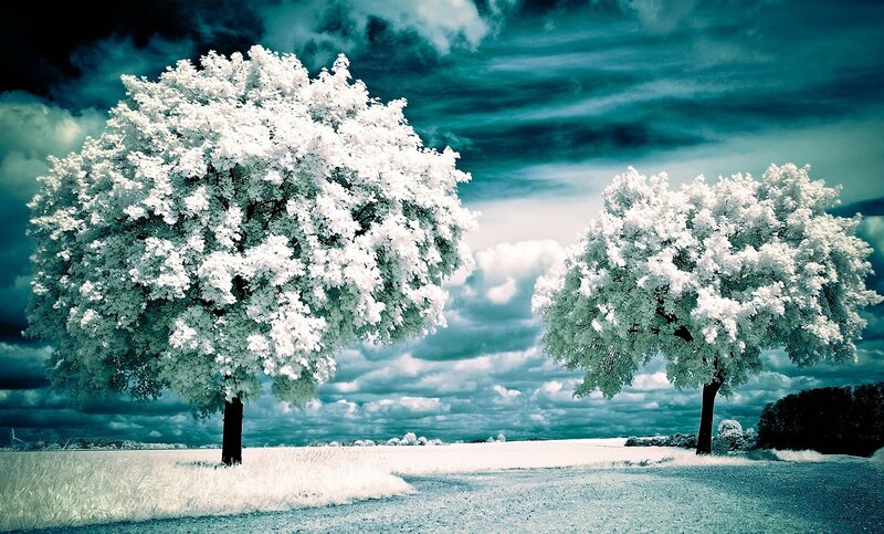 Two Trees in Field — White
