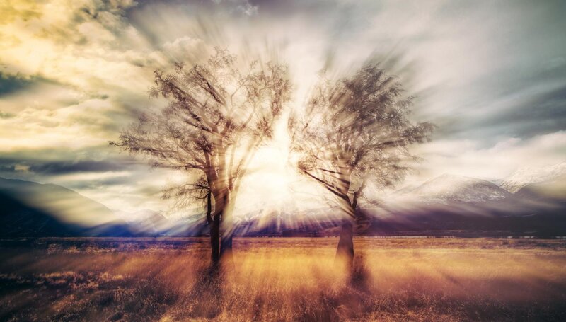 Two Trees in Field — Yellow, Dramatic