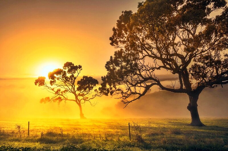 Two Trees in Field — Yellow, Serene