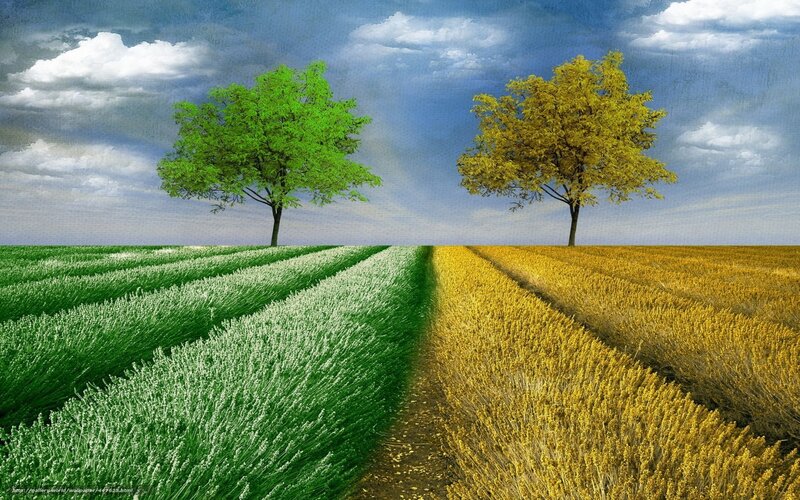 Two Trees in Fields — Green, Serene